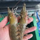 신안얼음