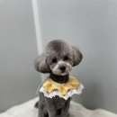 벨라 펫샵 이미지