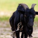 현대사슴농장 이미지