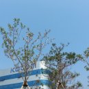 아라여행 Daum카페