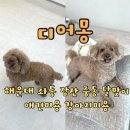 개 이쁜 애견미용샵 | 디어몽 해운대 좌동 장산 SK뷰 락희상가 애견미용 추천 후기
