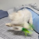 갖고파인형