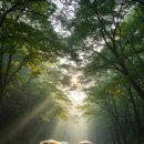 유명산골 | [2025 여름] 경기도 가족 캠핑장 추천 TOP 5 – 계곡 옆 피서지 베스트