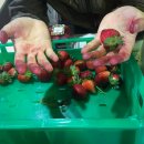 일한농장 | 호주 워홀 생활 중 카불쳐 딸기농장에서 일한 후기_3편