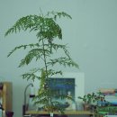 양지7리(양지@) | 식목일 나무심기