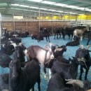 늘푸른 흑염소농장 이미지