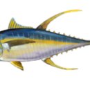 - 황다랑어 Tuna, Yellowfin 이미지