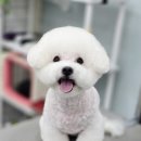 강실장펫살롱 이미지