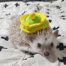 동서울동물병원 이미지