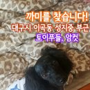 강아지찾습니다/블랙 토이푸들/암컷/대구시 달서구 이곡동 성지중 부근 이미지