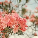 봄날&꽃자리 이미지