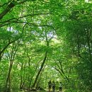 숲 - 서구 | 숲