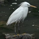 노랑부리백로 Egretta europhotes 이미지