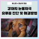 HYG-250 | [댕냥이 정보] 강아지 눈물자국 왜 그런 걸까? 유루증 해결 방법