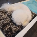 디어도그 이미지