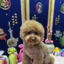 슈가독살롱 이미지