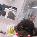 밤비동물병원 이미지