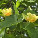 백합나무(튤립나무)의 매력적인 꽃의 향기. 이미지
