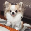 애완강아지 이미지