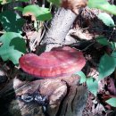 빈이농장 이미지