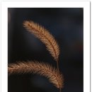 빛나는 강아지 이미지