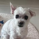 파리스동물병원 이미지