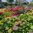 엔젤애견 이미지