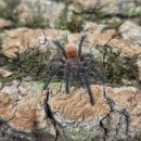 엔트리헤어 이미지