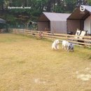 Dog 앤 Story 이미지