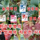 메디풀(Medipool) 이미지