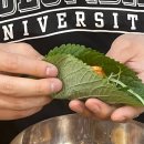 가성비 최고 대패삼겹살 맛집 장단점 솔직후기,석촌고분역 대박집