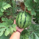 성일농장2 이미지