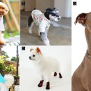 아이러브 펫 이미지