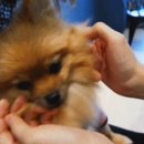 어도러블독 이미지