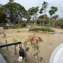 (주)나라투어 - 제주시 | 시드니 타롱가주 오픈런, 버드쇼 후기(투어X)