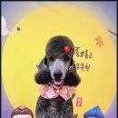 안아줄개 이미지