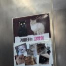 커피타는 고양이 | 미아사거리 고양이카페 커피타는고양이에서