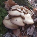 보천1리 이미지