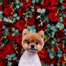 어반독스 이미지