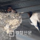 둥지 이미지
