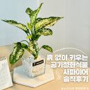숲생태가든센터 수경재배식물 천연가습기 사파이어 직접 관리해본 사용 후기