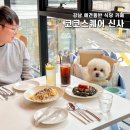 코코라임2 | 강남 애견동반 식당 카페 코코스퀘어 신사 강아지들의 천국