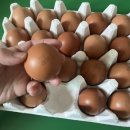 봄양계장 이미지