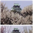 [일본유학]일본여행정보 - 2009년 벚꽃명소,벚꽃축제~킨키 지역~ 이미지