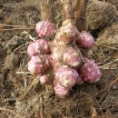 절골농장 이미지