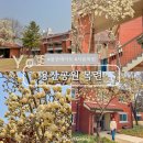 목련어린이공원 | 서울 용산 공원 데이트 부분개방부지 실시간 목련 개화 현황
