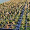 대량농장 이미지