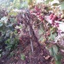 부목농장 이미지