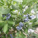 심원농장 이미지