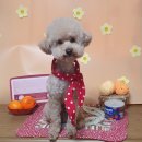 늘, 예쁘개 이미지